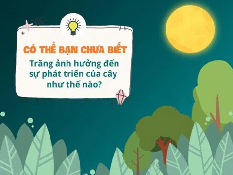 CÓ THỂ BẠN CHƯA BIẾT: Trăng ảnh hưởng đến sự phát triển của cây như thế nào?