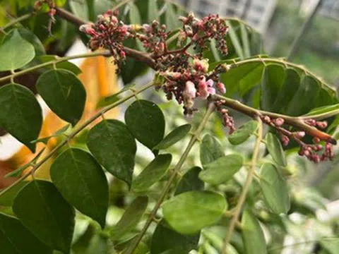 Bắt bệnh trên cây khế