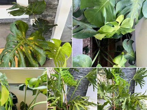 Bắt bệnh cho cây nhà mình với các bạn?