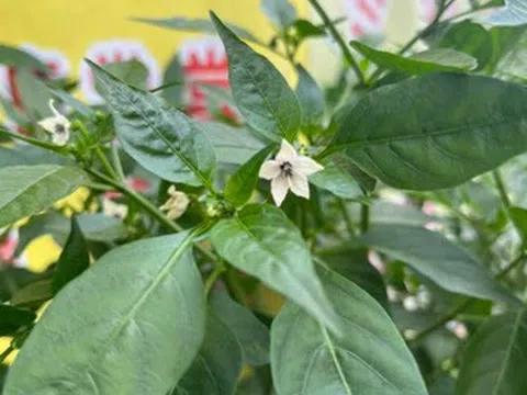 Cách trồng ớt