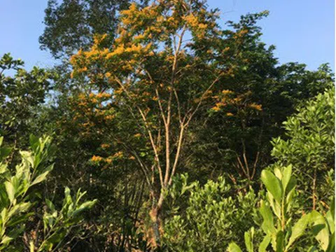 Sống với mùa khô trong vườn